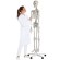 Didactisch skelet Oscar