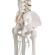 Didactisch skelet Oscar