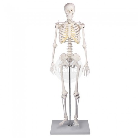 Skelet miniatuur Tom