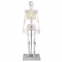 Skelet miniatuur Tom
