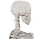Skelet "Peter"