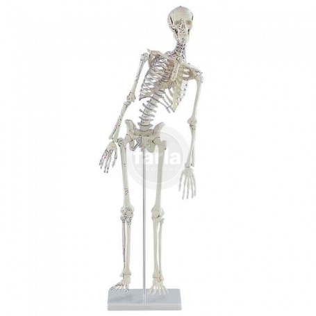 Squelette miniature "Fred"