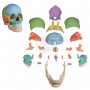 Gedesarticuleerde schedel