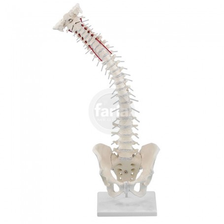 Colonne vertébrale avec bassin et support