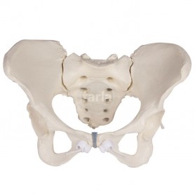 Pelvis féminin avec sacrum
