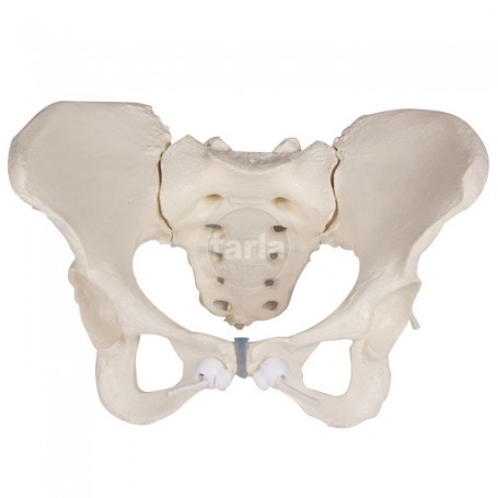 Pelvis féminin avec sacrum