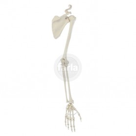 Squelette de la main avec ceinture scapulaire