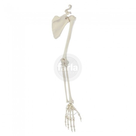 Squelette de la main avec ceinture scapulaire