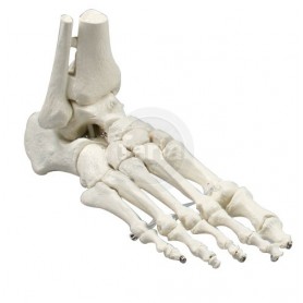 Squelette du pied