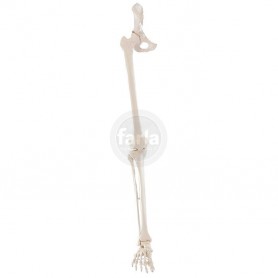 Squelette de la jambe avec moitié de bassin