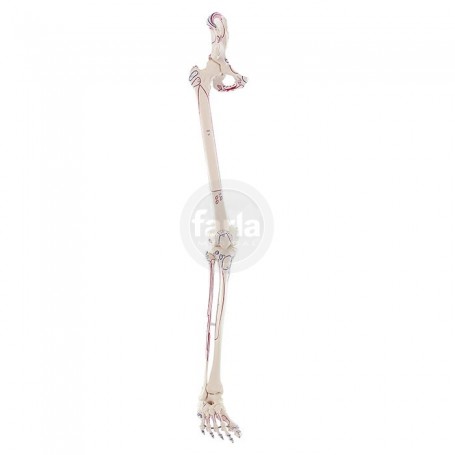 Squelette de la jambe avec moitié de bassin