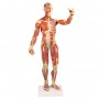 Modèle anatomique de muscle