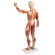 Anatomisch model van de spier