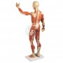 Modèle anatomique de muscle