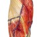 Anatomisch model van de spier