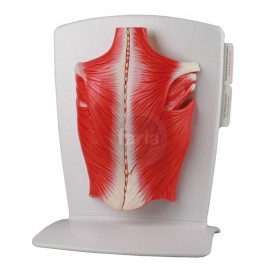 Modèle de musculature dorsale