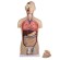 Torso met open rug