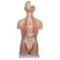 Torso met open rug