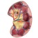 Torso met open rug