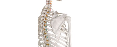 Anatomisch skelet